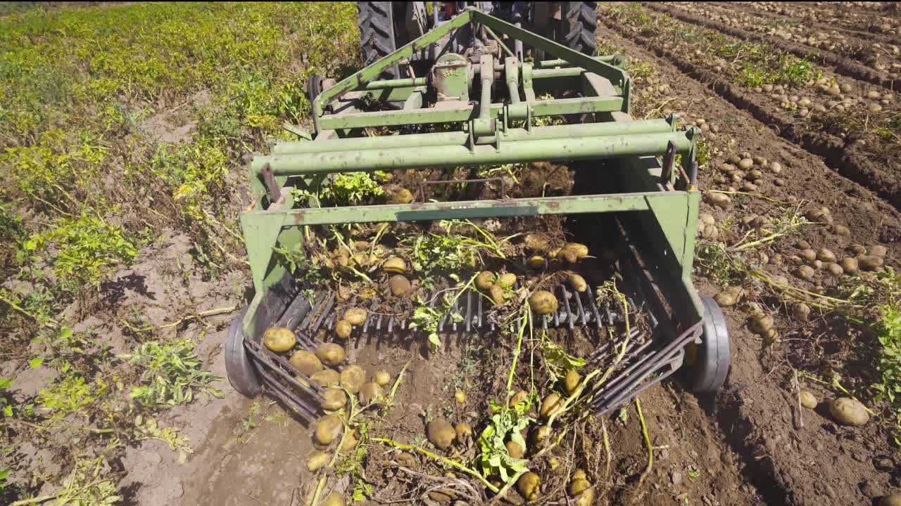 la máquina de trillar. recolectar patatas en el campo.