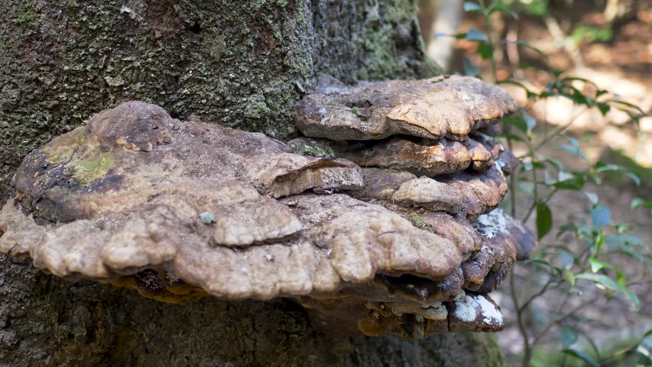 Primo piano al rallentatore di un grande fungo che cresce sulla corteccia di un ceppo di albero a legno duro lungo un sentiero escursionistico in un habitat forestale ecosistemico sull'isola di Miyajima a Hiroshima, Giappone, biodiversità naturale
