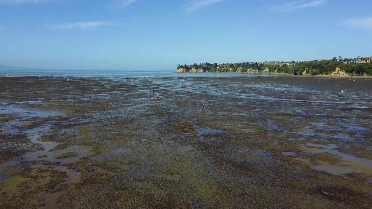 vista aérea volando sobre una playa de marea baja, con gente caminando y recogiendo berberechos en army bay, nueva zelanda, ángulo de cámara: gran angular, volando hacia la gente