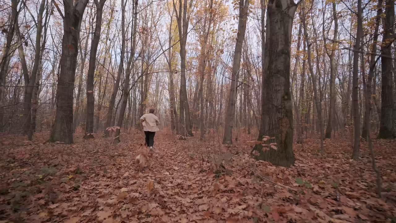 남자가 골든 리트리버 개와 가을 에서 달리는 개에게 지이를 던집니다.