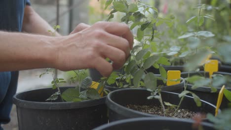 gardener tending to potted plants in a greenhouse