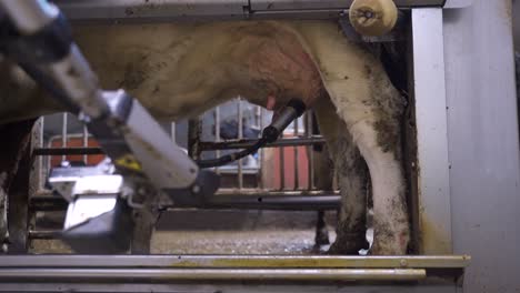 milking robot removing teatcup from a cow's teat, close up