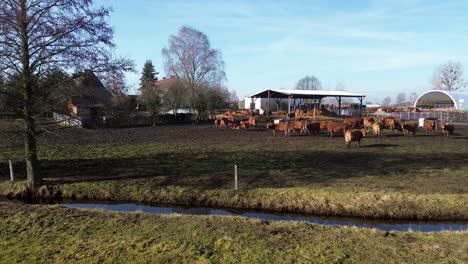 farm-farmland-aerial-slide-right-view-on-brown-cow-in-sunny-day