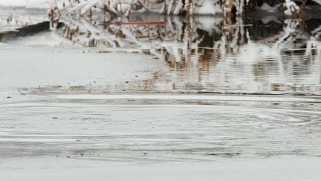 Beaver-with-wood-in-mouth-dives-by-lodge-in-half-frozen-winter-pond