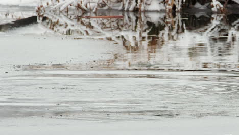 beaver with wood in mouth dives by lodge in half frozen winter pond