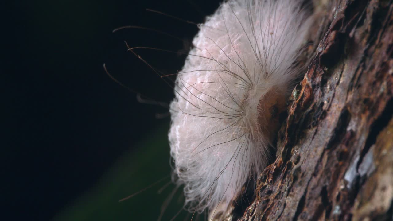 Headon A furry white caterpillar moves slowly over bark in Peru’s Amazon, captured in tight closeup.