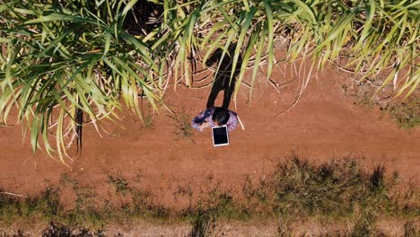 man farmer inspect the quality sugarcane plantation