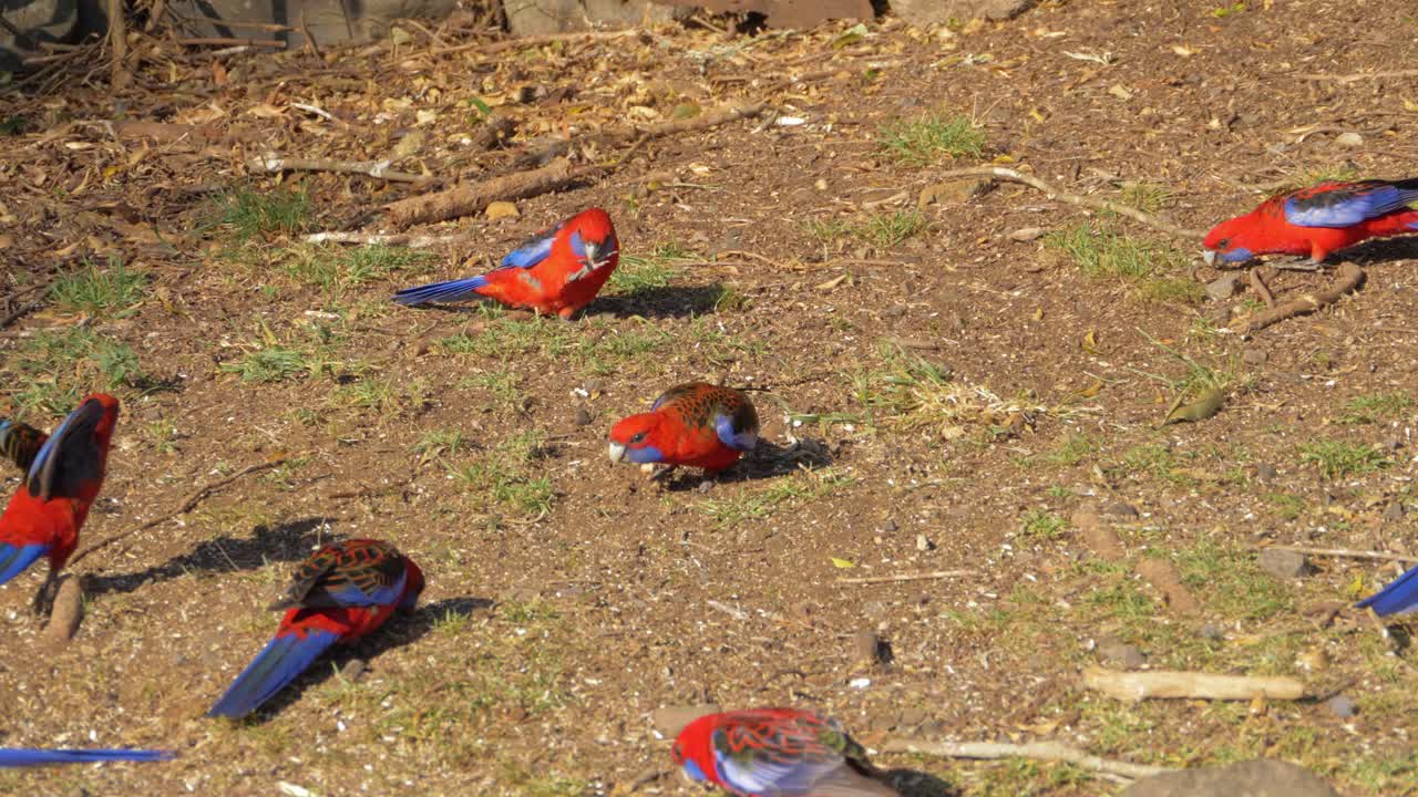 Crimson Rosellas Foraging For Food On The Ground - Lamington National Park In Queensland, Australia - static shot