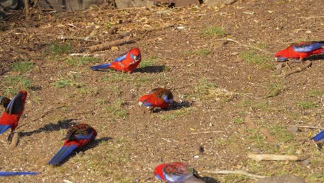 crimson rosellas foraging for food on the ground - lamington national park in queensland, australia - static shot