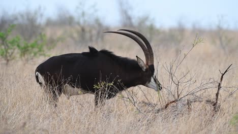 a sable antelope rubs its face and horns on a small bush, kruger national park