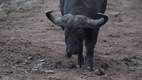 cape buffalo with big curved horns walking in aberdare national park, kenya