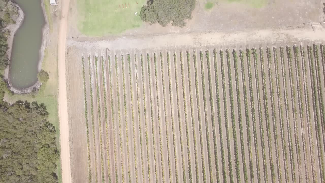 A birds eye view of vineyards bringing for their bountiful harvest during summer months in Australia’s South West.
