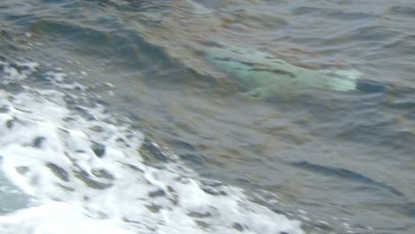 delfines nadan y giran debajo de la superficie del agua
