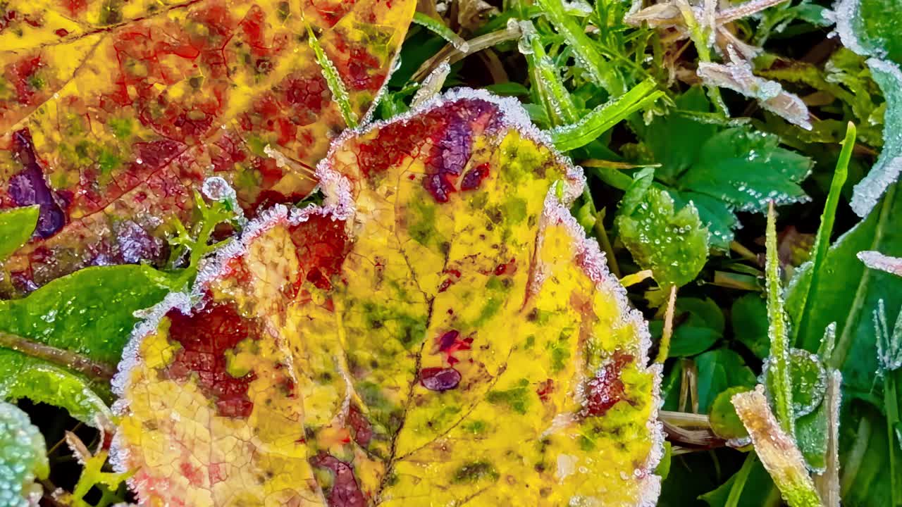 Frost-covered autumn leaves in Jelgava, Latvia, showcasing nature's beauty