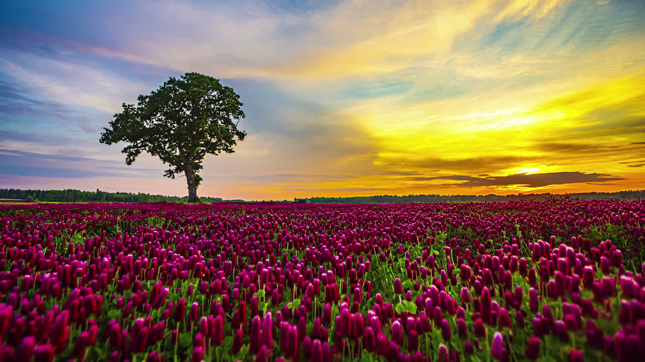 un árbol solitario en un campo de trifolium incarnatum al atardecer - vibrante lapso de tiempo