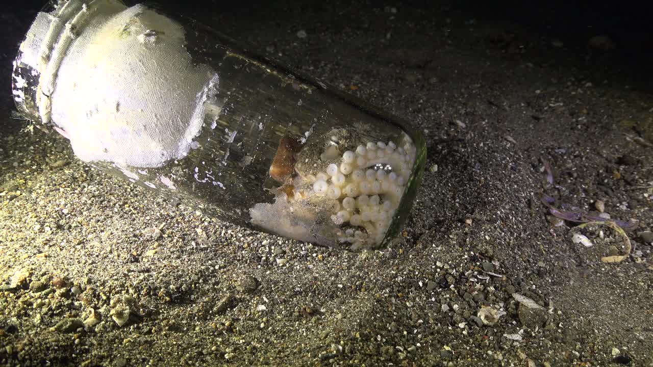 유리병에 담긴 코코넛 문어