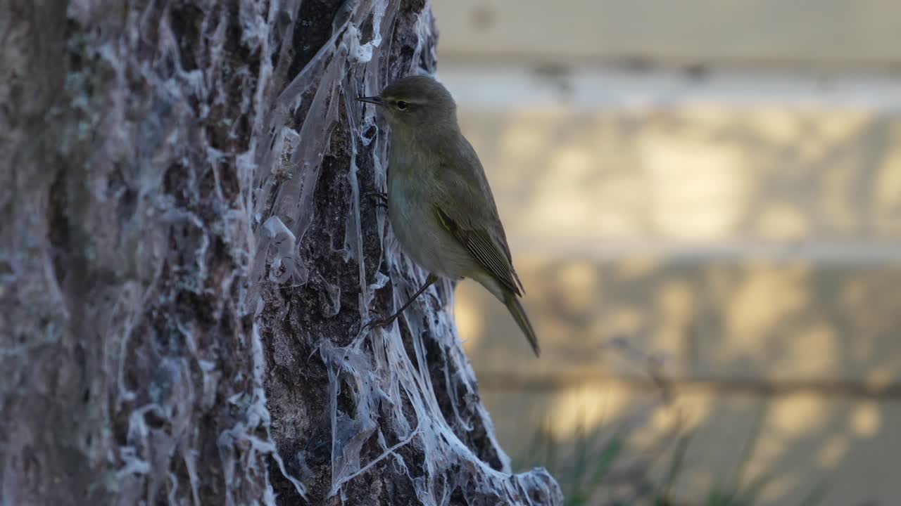 Warbler bird on a tree looking for a food