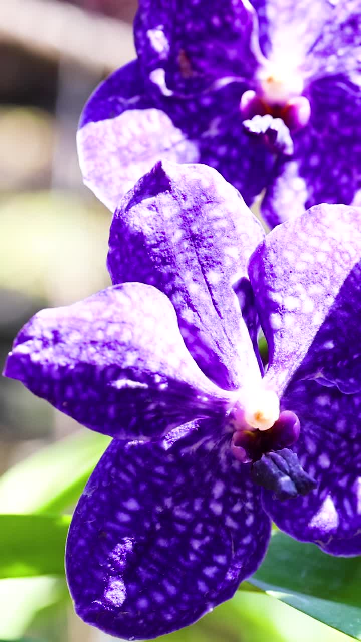 orquídeas púrpuras vibrantes en un ajetreado mercado