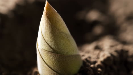 close-up of a young plant sprouting from the soil