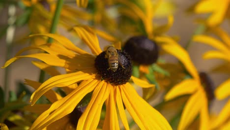 abeja recolectando el néctar de la conifera amarilla - de cerca