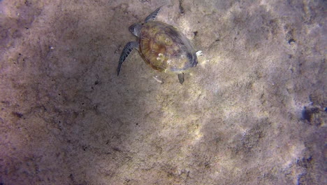 Little-sea-turtle-swimming-in-the-ocean