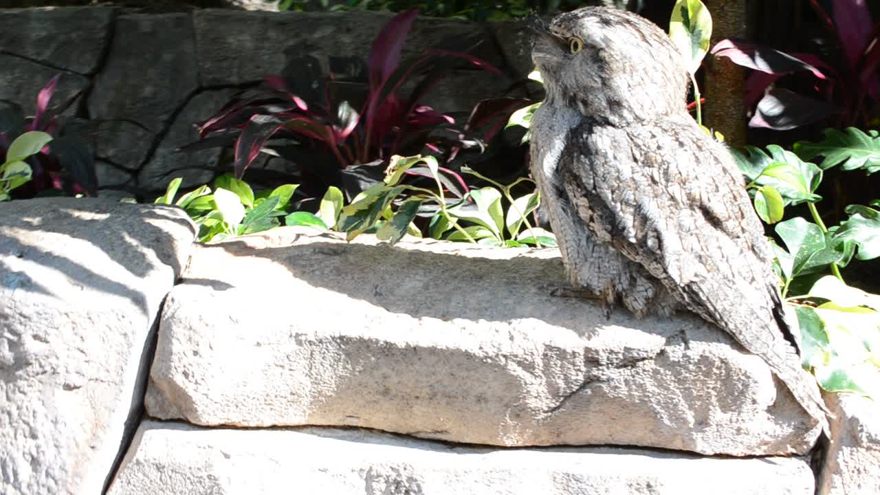 Ridiculous owlet. Tawny Frogmouth (Podargus strigoides)