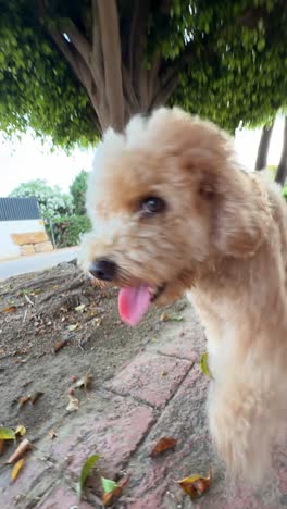 fluffy golden poodle outdoors