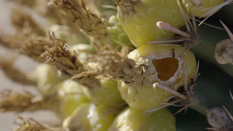 cortadora de hojas sonoran y hormiga rover oscura en fruta de cactus de barril de anzuelo