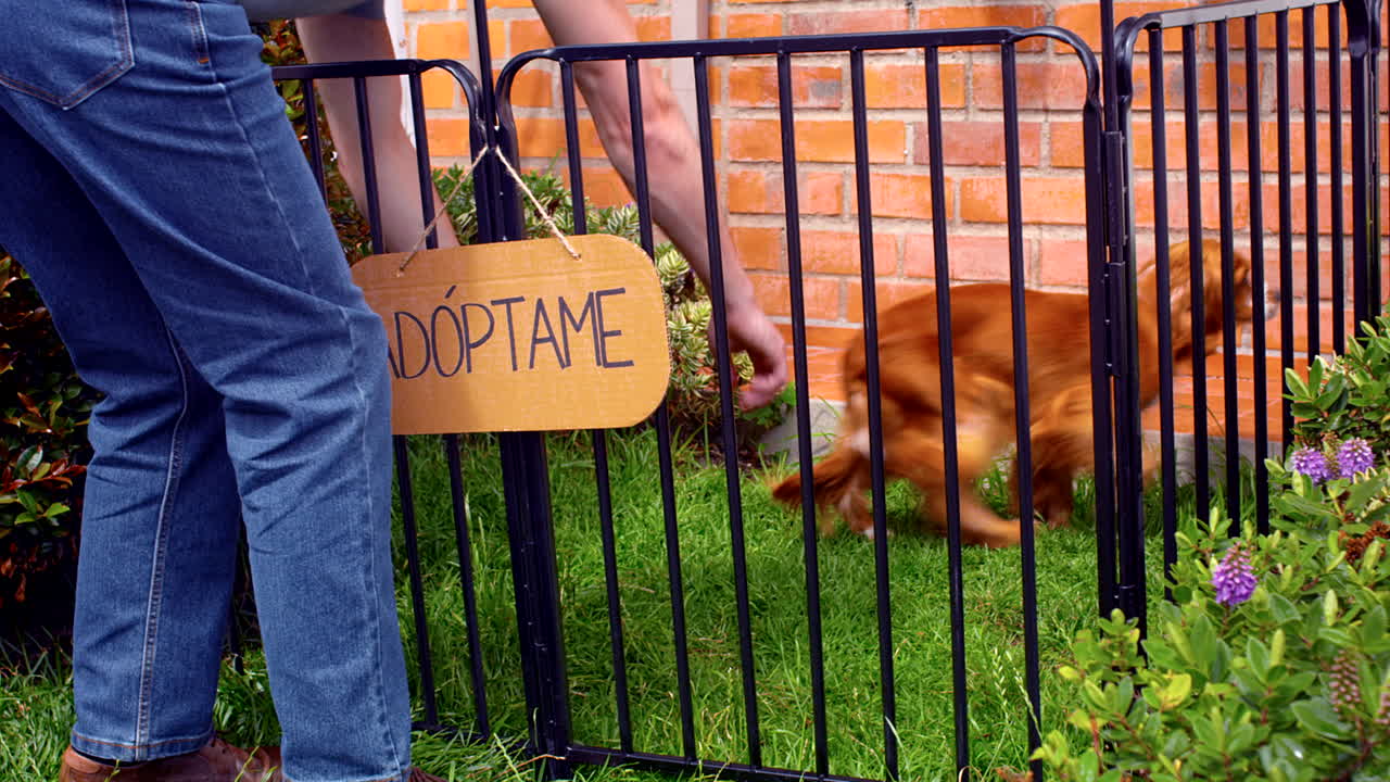 입양을 위한 코커 스파니엘 개의 일반