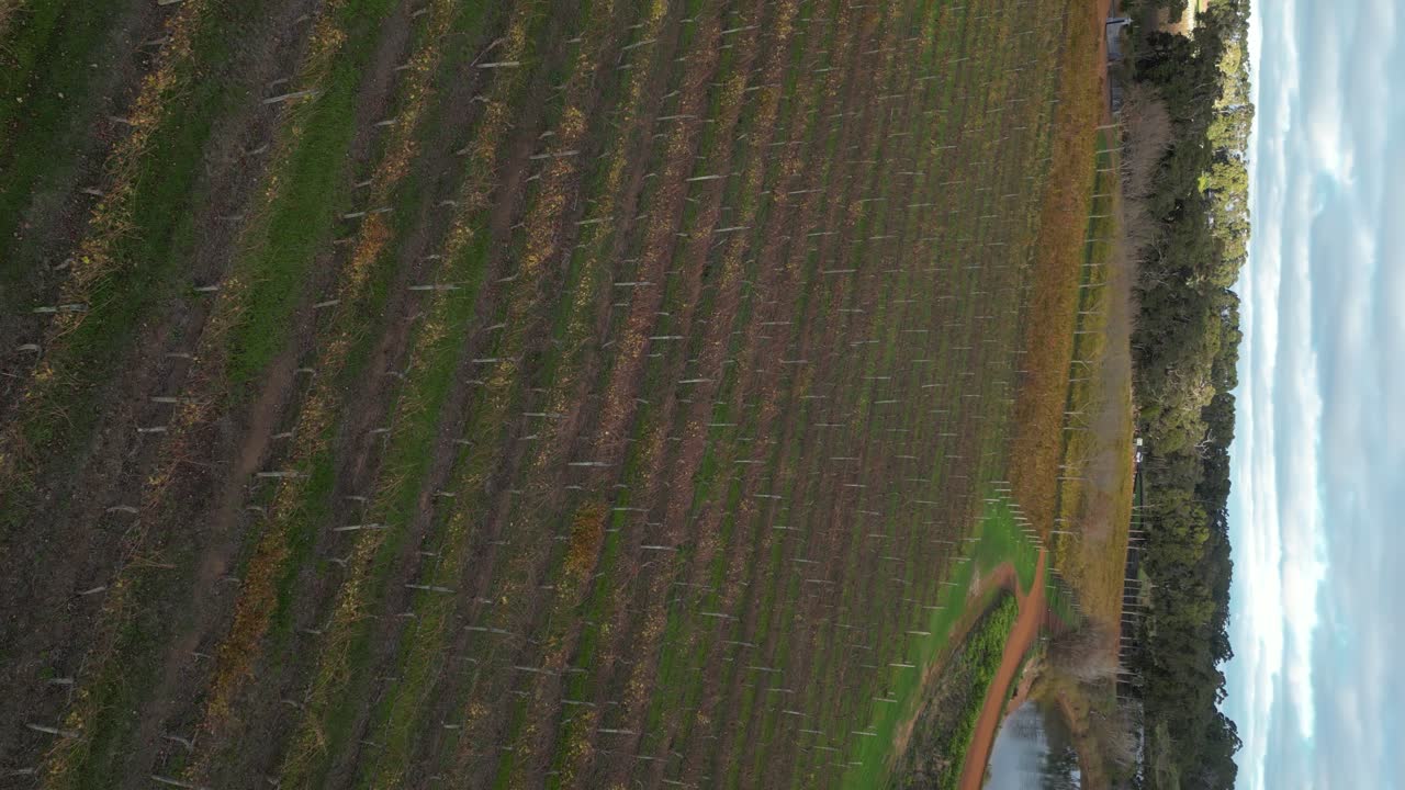 4k 30fps imágenes verticales de viñedo australiano con filas de uvas