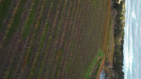 4k 30fps vertical footage of australian vineyard with rows of grapes