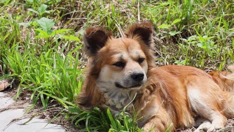 Brown Dog Relaxing in Grass
