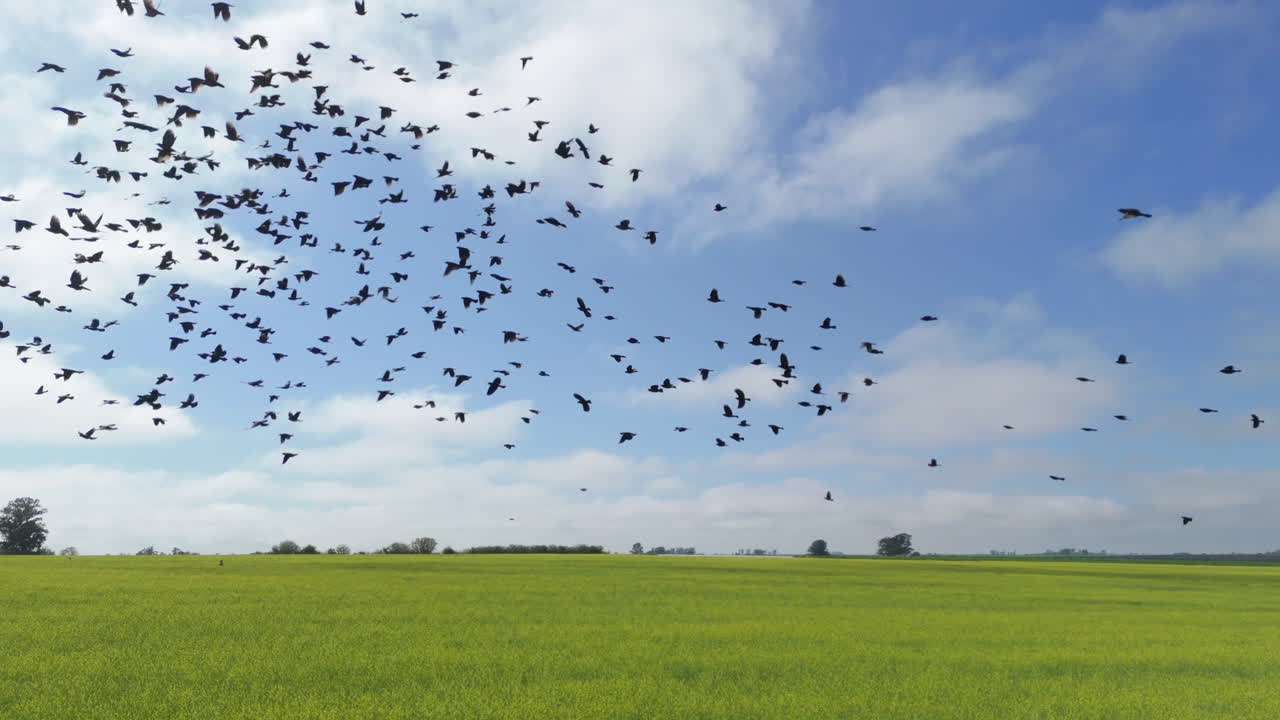 Aerial drone following a flock of birds over a light green field with grass and blue sky with some clouds. Beautiful green field with birds, plantations and trees.