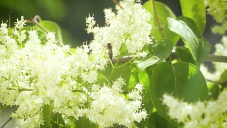 cámara lenta de abeja voladora recolectando néctar en primavera para hacer miel