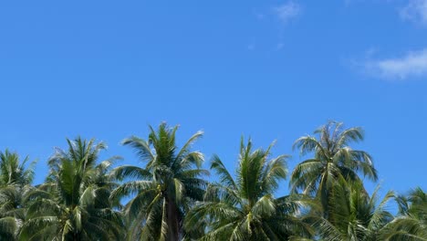 cocoteros en una isla tropical con un cielo azul en el fondo.