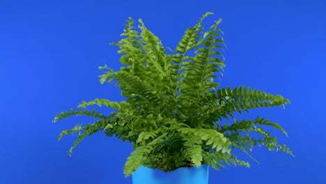 small fern plant on bluescreen