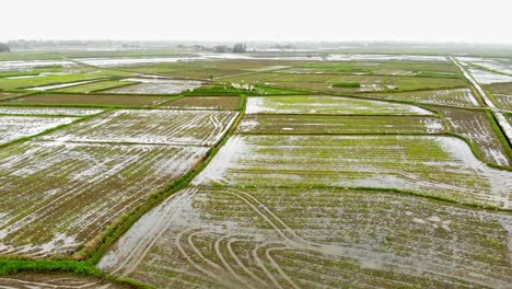 Aerial-Drone-View-Of-Agricultural-Land-With-Plowed-Paddy-Fields-In-Hoi-An,-Quang-Nam,-Vietnam