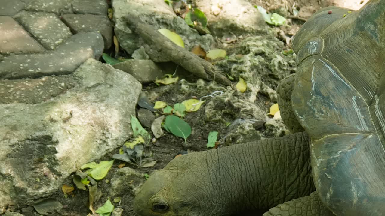 Zanzibar giant Aldabra tortoise crawling across rocky dirt zoo floor in Prison island sanctuary