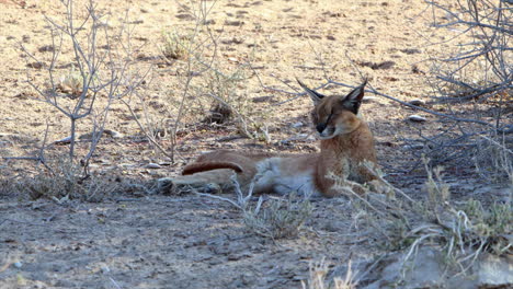 Die-Große-Karakalkatze-Entspannt-Sich-Im-Schatten,-Um-Der-Grellen-Kalahari-Sonne-Zu-Entgehen