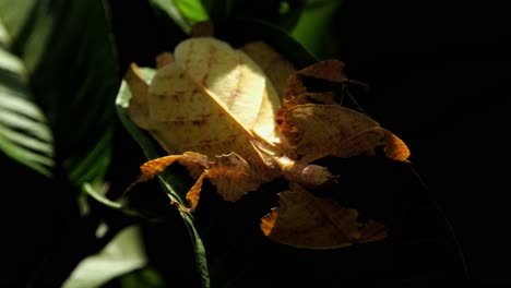 javanese leaf insect, phyllium pulchrifolium, female yellow form, 4k footage