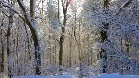 Static-view-of-bright-foggy-woodland-during-sunrise,-Germany