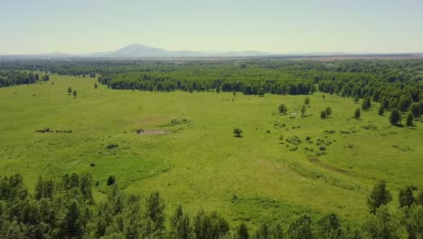 aerial flying in the highlands over the forest and field view of the pasture where livestock grazes