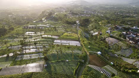 aerial view of sunny morning on the vegetable plantation