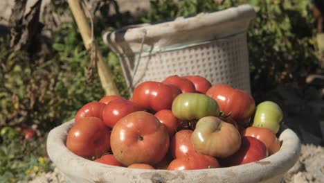 red tomatoes in bucket