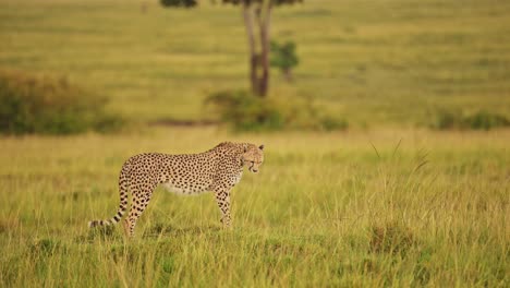 Guepardo-Vigilando-Las-Llanuras-Vacías-En-Busca-De-Comida,-Lluvia-Lloviendo-Sobre-El-Exuberante-Paisaje-De-La-Conservación-Del-Norte-De-Masai-Mara,-Vida-Salvaje-Africana-En-La-Reserva-Nacional-De-Masai-Mara