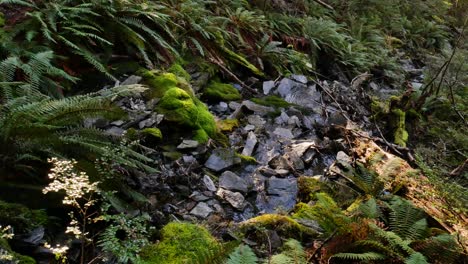 Pequeño-Riachuelo-Idílico-Que-Fluye-Entre-Rocas-Rodeadas-De-Densas-Plantas-De-Helecho-En-El-Valle-De-Rees,-Nueva-Zelanda---Cerrar