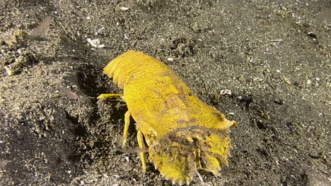 yellow-slipper-lobster-during-night-on-sandy-bottom-in-indo-pacific