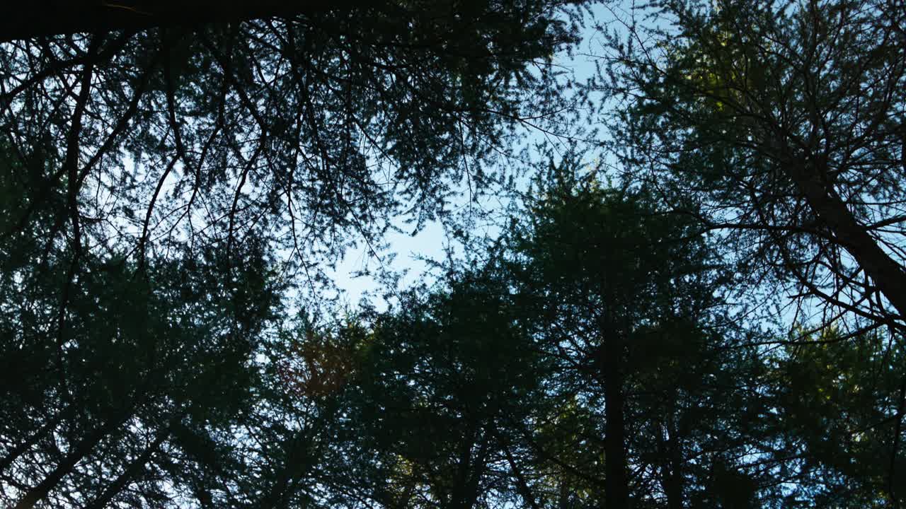 Camera rotates downward through pine trees, transitioning from the blue sky to the forest floor, capturing the arboretum’s vertical expanse.