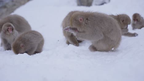 Schneeaffen-Am-Berghang-Von-Yamanouchi,-Die-Im-Winter-Nach-Nahrung-Suchen