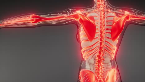 cuerpo humano transparente con huesos visibles